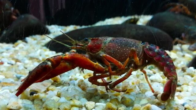 Crustacea 이미지 찾아보기 248,225 스톡 사진, 벡터 및 비디오 Adobe Stock