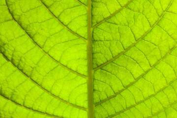 Light green leaf of tobacco, close-up.