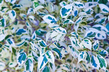 Obraz na płótnie Canvas Leaves with branches of Benjamin ficus, close-up.