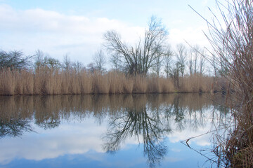 Fototapeta na wymiar Idyllischer See im Winter, Wasserreflexionen, Schilf