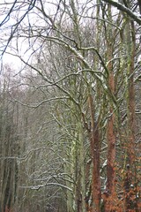 Fototapeta premium Wald, alte Bäume, Schnee, mystisch