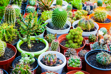 Various types of cacti in pots.