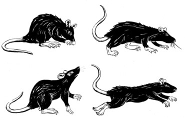 Four rats in black and white in different poses. Ink illustration.