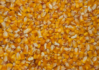 close up of many corn grains