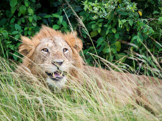 wild male lion in Queen Elizabeth National Park Uganda