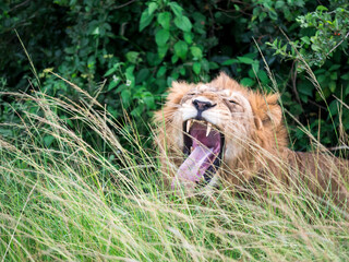 wild male lion in Queen Elizabeth National Park Uganda