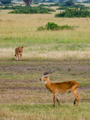 Fototapeta na wymiar wild lioness hunting in Queen Elizabeth National Park Uganda