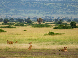 Naklejka na ściany i meble wild male lion in Queen Elizabeth National Park Uganda