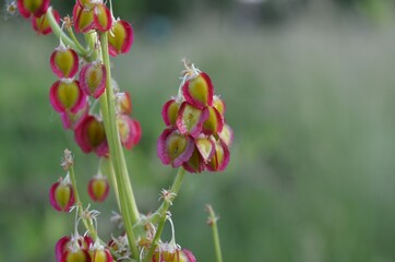 Red and green fruits of wild rhubarb, scientific name Rheum wittrockii