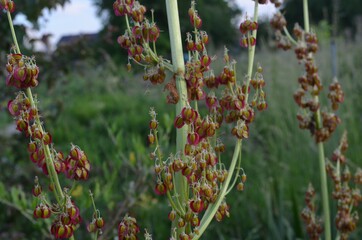 Red and green fruits of wild rhubarb, scientific name Rheum wittrockii