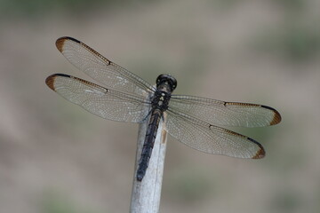 close up of dragonfly 