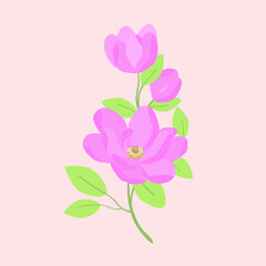 Compositions of pink magnolia, green plants and leaves  are isolated on a bright background. Vector illustration.