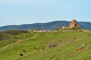 Fototapeta premium A herd of cows grazes on a green lawn against the backdrop of the Jvari temple in Georgia