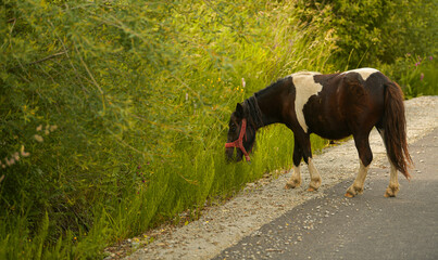 A small black and white pony is feeding with grass at the edge of the road. Scene from the country...
