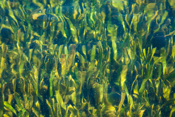 Fototapeta na wymiar Dense algae under the water surface on the river.