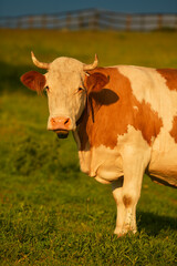 Farming and agriculture. A cow is looking straight to the camera while standing on grass during a summer sunset. Scene from a farm.