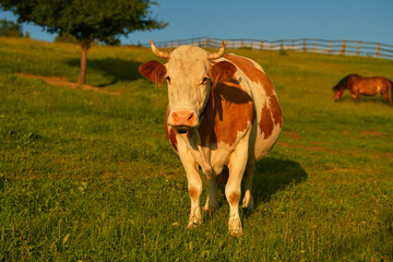 Farming and agriculture. A cow is looking straight to the camera while standing on grass during a summer sunset. Scene from a farm.