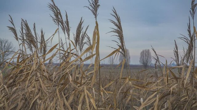 Phragmites Australis Countryside