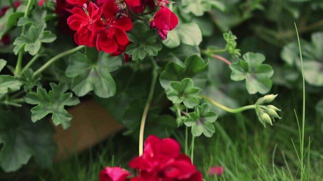 red flowers of blooming pelargonium on green garden grass. scarlet ruby geranium in bloom petals for mom's Mother's Day spring holiday. love, romantic mood in summer morning
