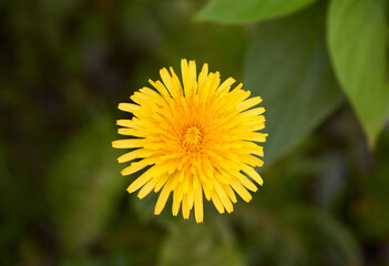 Close-up of blooming yellow dandelion flower on green blurred background
