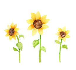 Watercolor set of sunflowers, hand drawn floral garden illustration isolated on white background perfect for wedding invitation, greeting card, fabric, textile, wallpaper, ceramics, branding, design