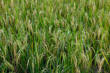 The rice is grown in the rice fields of Thailand.