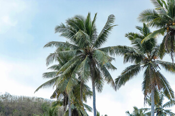 Fototapeta na wymiar Beautiful coconut palms against the sky on Bali, Indonesia, horizontal orientation
