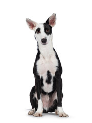 Cute black with white Podenco mix dog, sitting up facing front. Looking towards camera. Isolated on a white background.