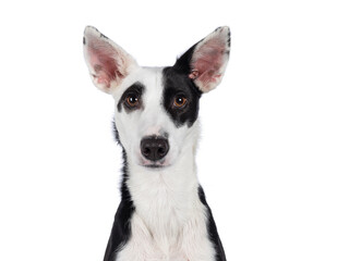 Head shot of cute black with white Podenco mix dog, sitting up facing front. Looking towards camera. Isolated on a white background.