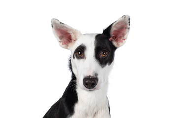 Head shot of Handsome black with white Podenco mix dog. Looking towards camera. Isolated on a white background.