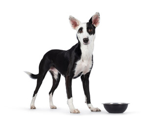 Handsome black with white Podenco mix dog, standing side ways beside food bowl. Looking towards camera. Isolated on a white background.