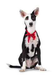 Handsome black with white Podenco mix dog, sitting up facing front wearing red vevet Christmas bow tie around neck. Looking towards camera. Isolated on a white background.