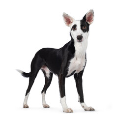 Handsome black with white Podenco mix dog, standing side ways. Looking towards camera. Isolated on a white background.