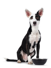 Handsome black with white Podenco mix dog, sitting up facing front beside food bowl. Looking towards camera. Isolated on a white background.