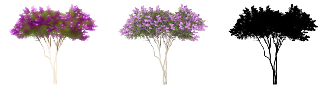 Set or collection of Crape Myrtle trees, painted, natural and as a black silhouette on white background. Concept or conceptual 3d illustration for nature, ecology and conservation, strength, endurance