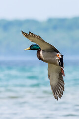 A male (drake) Mallard Duck (Anas platyrhynchos) in flight over water.