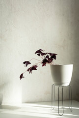 Oxalis triangularis. Houseplant in a pot on a stand