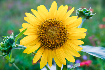 Sunflower flower on a background of green vegetation, close-up.