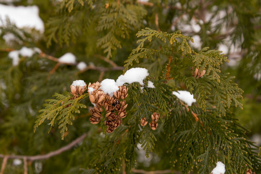 Snow Covered Eastern White Cedar (Thuja Occidentalis) Branch With Cones.