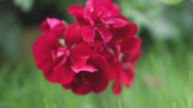 close-up red flower bud of blooming pelargonium plant or geranium in bloom on green spring time day background. concept of greeting card for women's day holiday or best mom greeting