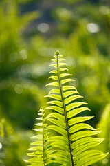 fern leaves © Yunus Malik