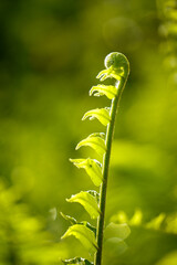 Close up of plant on natural morning light background