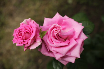 Pair of special varietal pink roses in the garden.