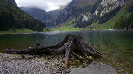 Baumstumpf am see