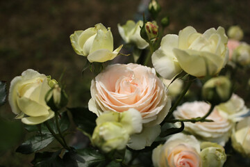 Lush bush of beige roses.