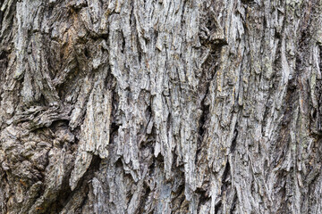 Obraz premium Bark of an big tree