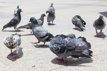 Fototapeta premium Pigeon close up in park