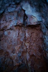 bark of a tree