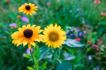 Colorful flowers, sunflowers and green grass in the meadow.