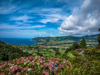 beautiful landscape full of hydrangea flowers on Sao Miguel Island Azores island